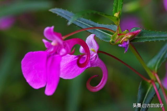 花诗歌，花之歌的作者是谁（百花诗词100首）