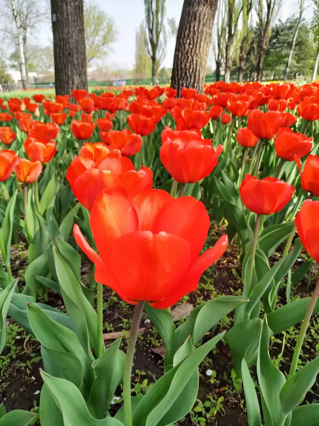 花的歌曲有哪些，描写花的歌曲有哪些（6种花是“活香水”）