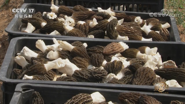 羊肚菌栽培技术，羊肚菌的种植方法和栽培技术是什么（亩产最高1000斤）