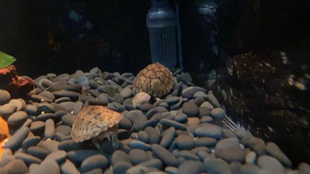 鱼缸底部铺什么好，鱼缸底部铺卵石养什么鱼（如何挑选一个合适自己的鱼缸）