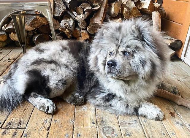 鬆獅犬,毛色稀有的帥氣鬆獅犬(鬆獅犬的優缺點)