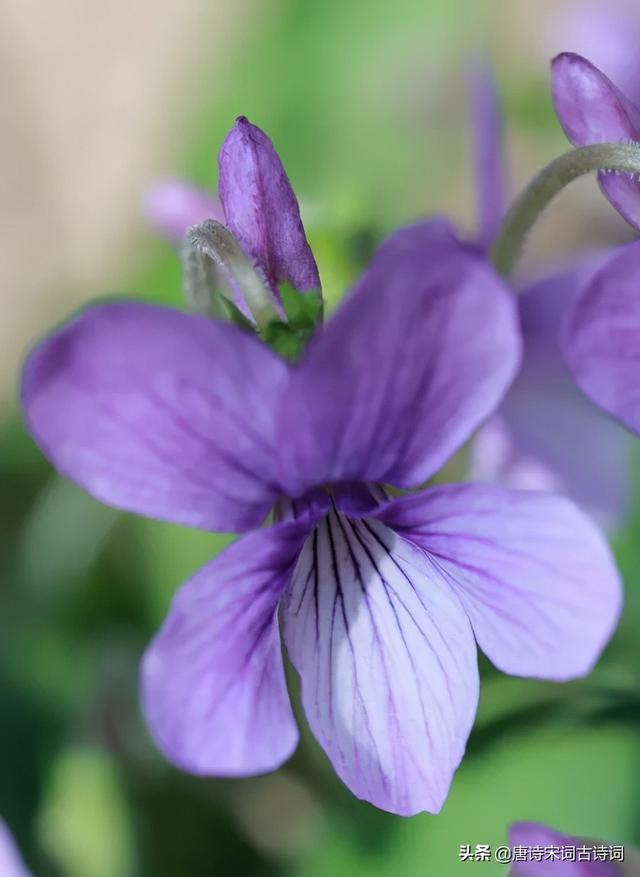 兹是什么意思，慈善是什么意思（紫花地丁：日经繁花地）