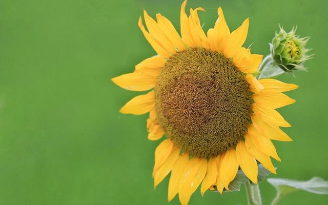 太陽花花語是什麼意思,太陽花開花後怎麼修剪