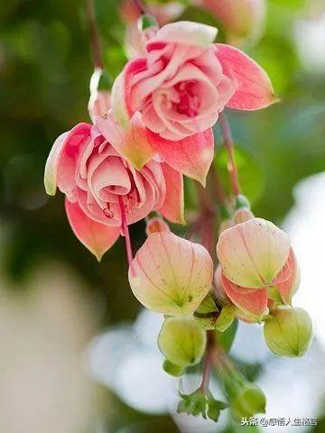 七色堇花语是什么，七色堇花语和传说（这些奇花异草太美了）