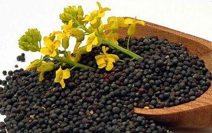 怎么查询鸽子的成绩，怎么查找鸽子的成绩（学习强豪养鸽秘诀）