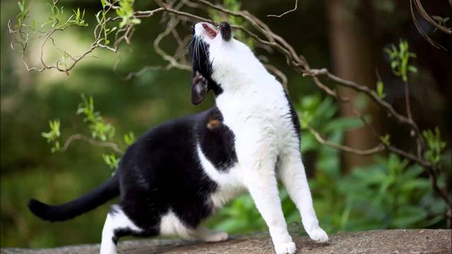 猫豹是什么动物，豹猫是什么样的动物（区分猫亚科与豹亚科动物的方法是看能不能咆哮）