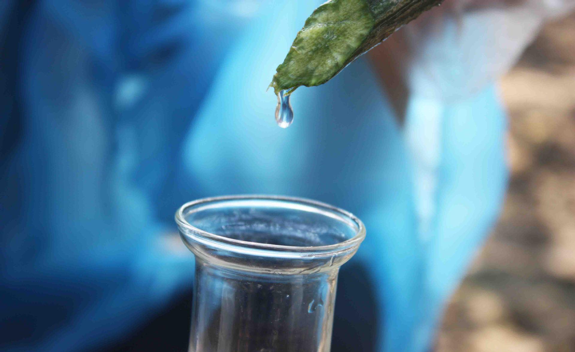 丝瓜水怎么提取,丝瓜水的提取方法