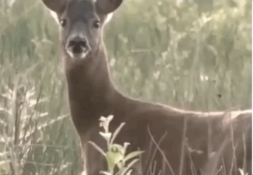 狍子为什么叫傻狍子，狍子为什么叫傻狍子视频（硬是把自己蠢成了国家保护动物…）