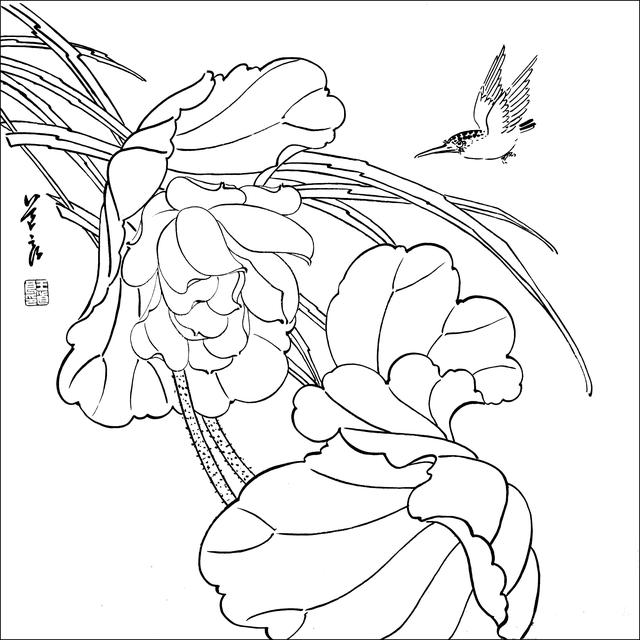 工笔荷花白描，高清工笔荷花白描 110幅