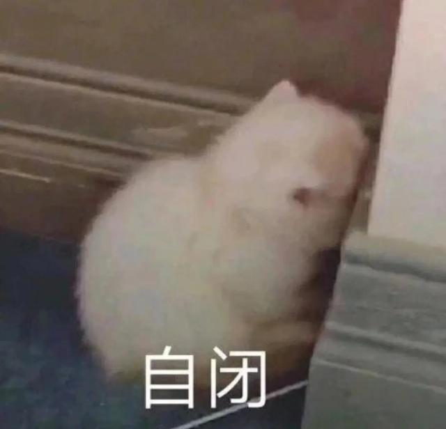一对可爱狗狗表情包图集，情侣专用狗狗猫猫可可爱爱沙雕表情包