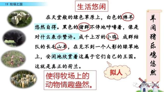 荷兰为什么被称为花之国（部编版语文五年级下册第19课《牧场之国》知识要点+图文讲解）