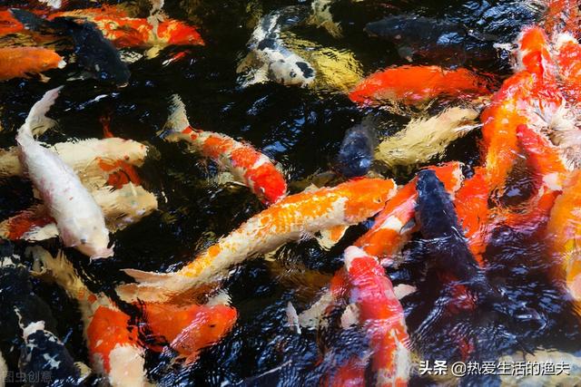 錦鯉的正確養法,錦鯉的正確養法_養錦鯉的知識(家庭飼養錦鯉要點)