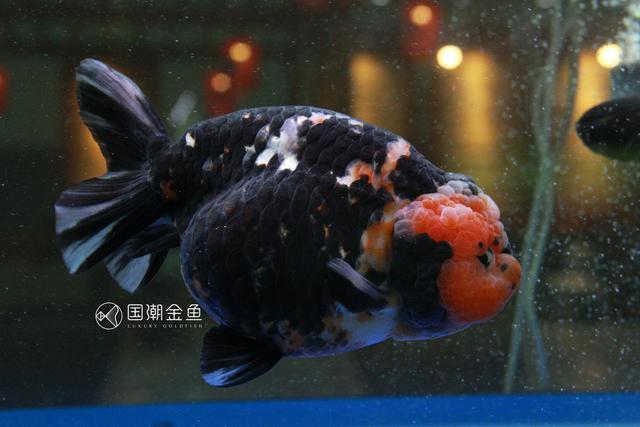 困水的正确方法，鱼缸怎么换水（把好金鱼成长的每一关）