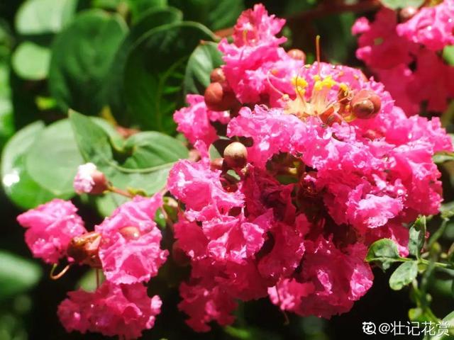 紫薇花什么季节开花，紫薇什么时候开花（温度高也不休眠）