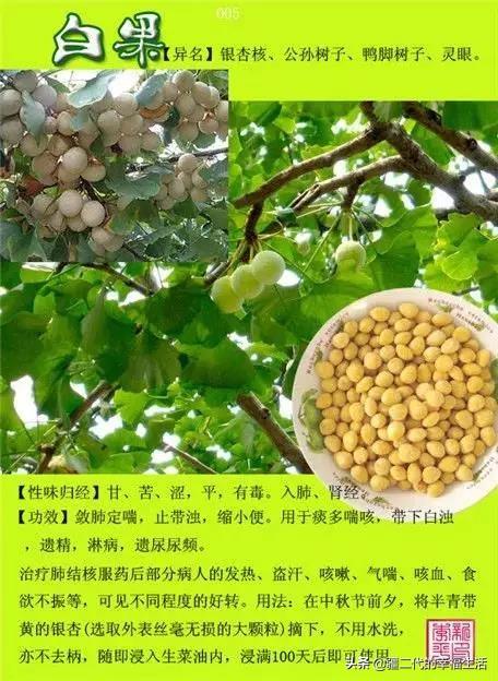 常见中草药图谱，中草药经典图谱（让你知道常用药都长啥样）