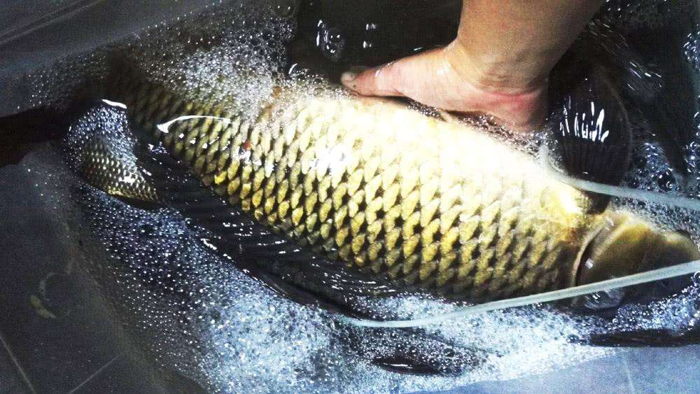 夏季野钓鲤鱼必备！3种天然饵料配方助你轻松上鱼，效果显著不空军