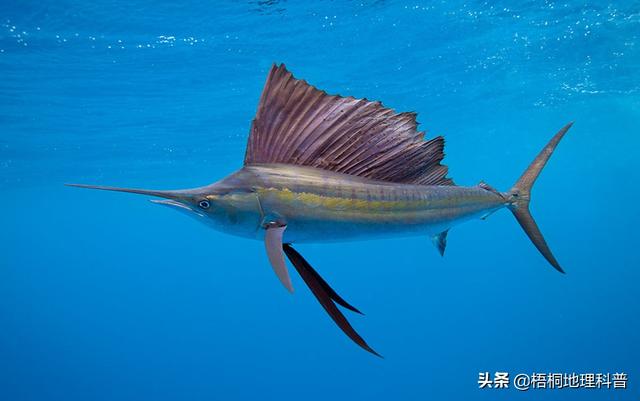 一对游泳的鱼，盘点游速最快的十种鱼（一条水里游泳的鱼）