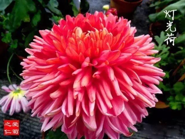 世界最美菊花80种太美了，金秋十月赏菊花——世界最美菊花80种送给您