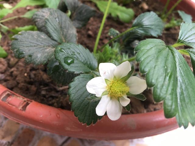 家庭阳台草莓种植方法，家庭阳台如何种草莓（有3个“小方法”）