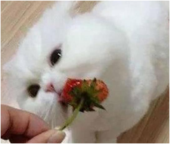 猫可以吃哪些水果，猫能吃什么水果（这只猫咪居然是吃榴莲狂魔）