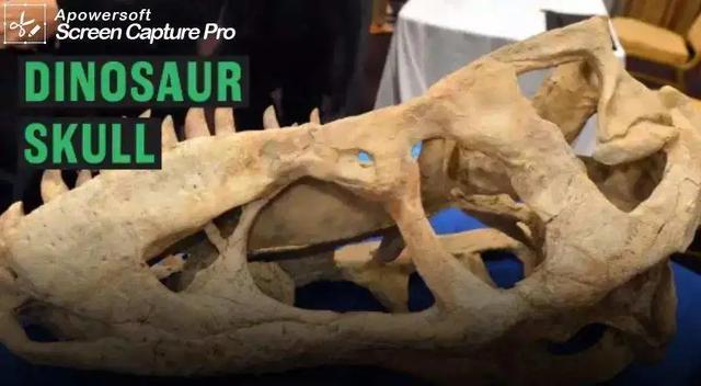 爱丽丝 金,尼古拉斯凯奇老婆爱丽丝金(尼古拉斯凯奇是如何自毁的) 爱丽丝 金,尼古拉斯凯奇老婆爱丽丝金(尼古拉斯凯奇是如何自毁的)