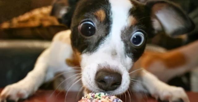 木糖醇的危害，木糖醇的功效与副作用（狗狗偷吃蛋糕后身亡）