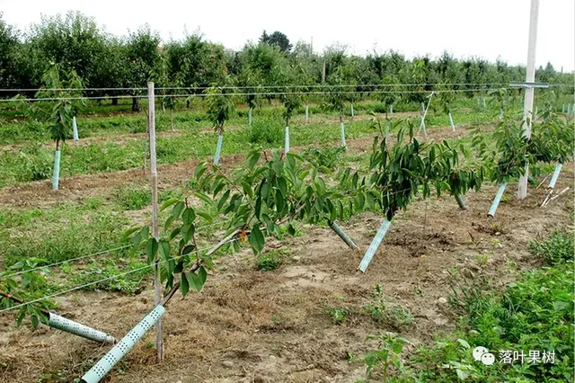 樱桃的特点，欧洲波兰甜樱桃与酸樱桃的商品化栽培历程（樱桃的特点）