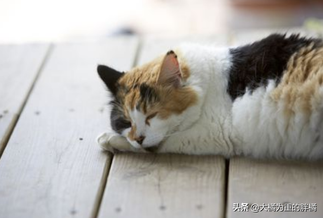 猫咪中暑什么症状表现，猫中暑的症状（若出现这3种初期症状）
