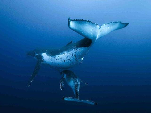 藤壶长在鲸鱼身上疼吗，藤壶在鲸鱼身上疼吗（看看海龟、鲸和船舶的下场就懂了）