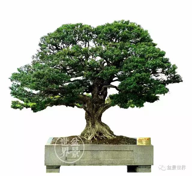 黄杨木盆景养护注意事项，怎样养黄杨木盆景（一组黄杨盆景精品欣赏）