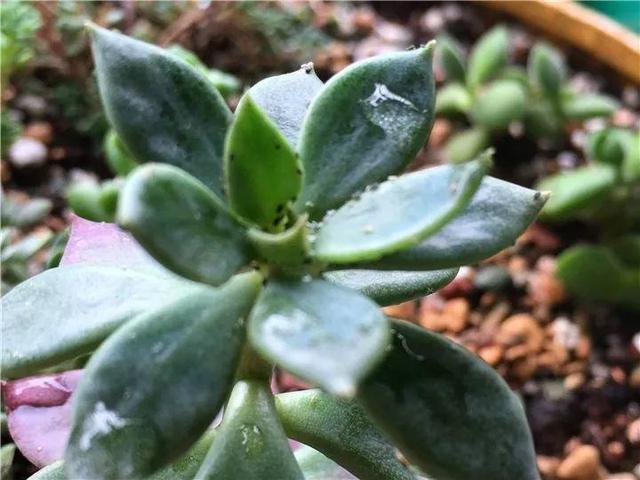 家里有鼻涕虫怎么消灭，鼻涕虫怎么彻底消灭（自制天然杀虫水）