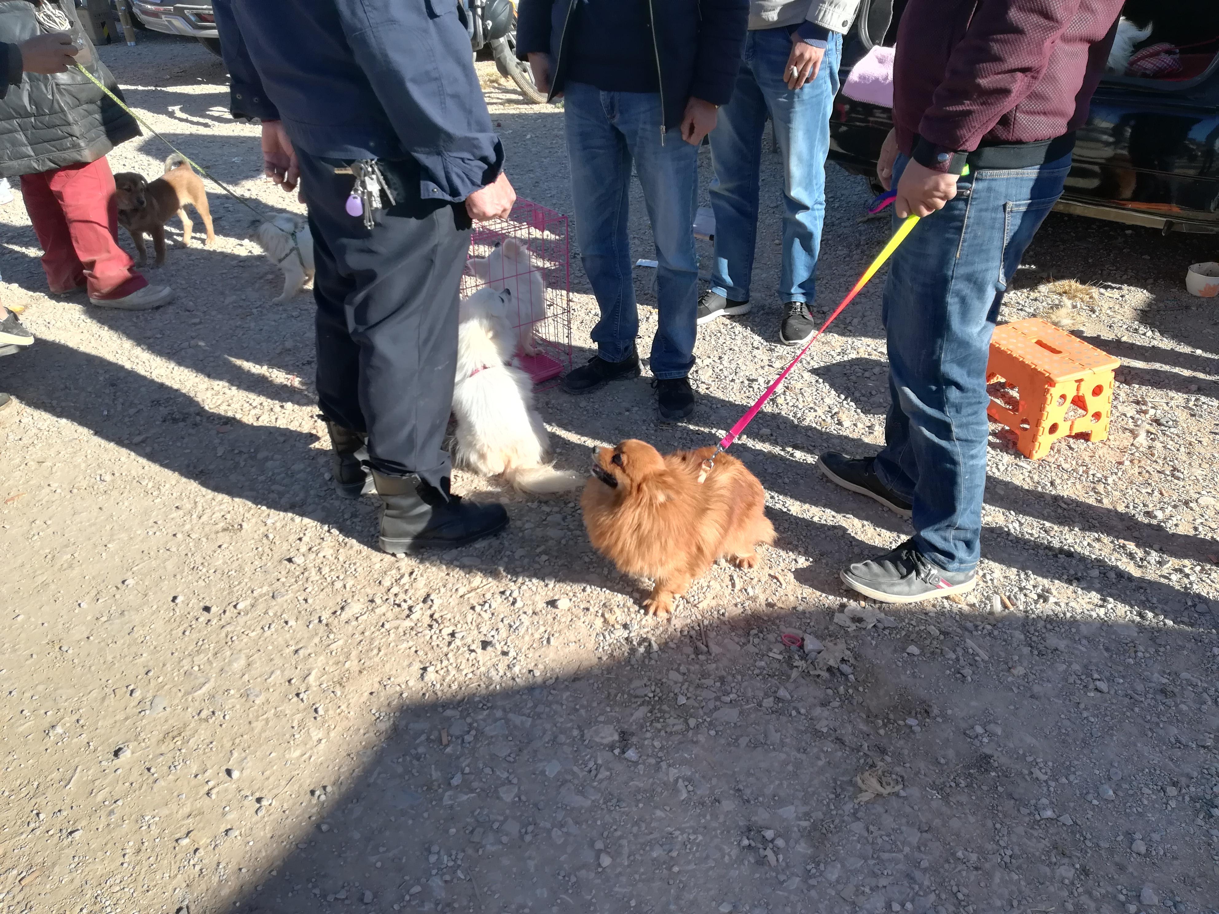 幼博美犬多少钱一只 博美幼犬的价格