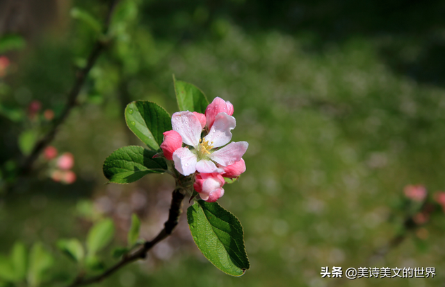 青春作伴好还乡的上一句，青春作伴好还乡的前一句是什么（杜甫写“青春作伴好还乡”时已经51岁）