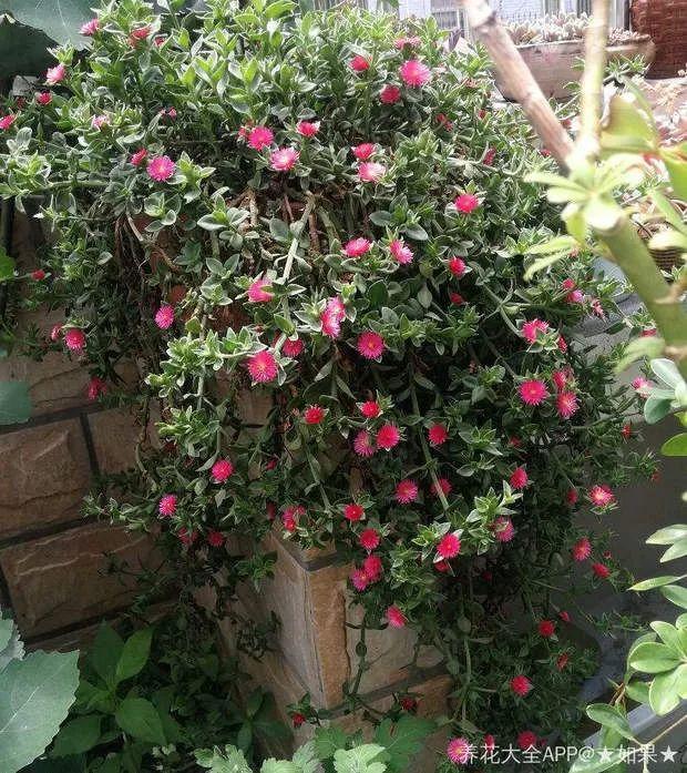 牡丹吊兰能炒着吃吗(牡丹吊兰不能吃)-柯彬网