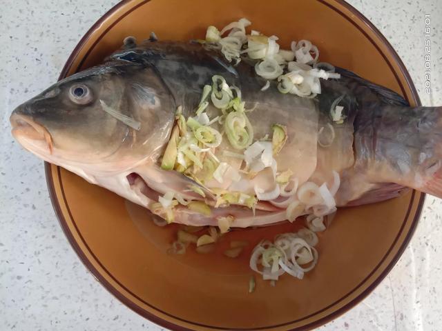 框镜鱼是什么鱼，鱼皮不破鱼肉不腥
