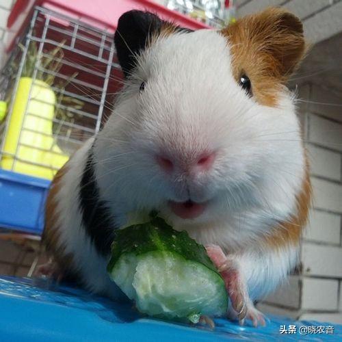 荷兰猪怎么养，刚出生的荷兰猪怎么养（荷兰猪可以吃什么蔬菜）