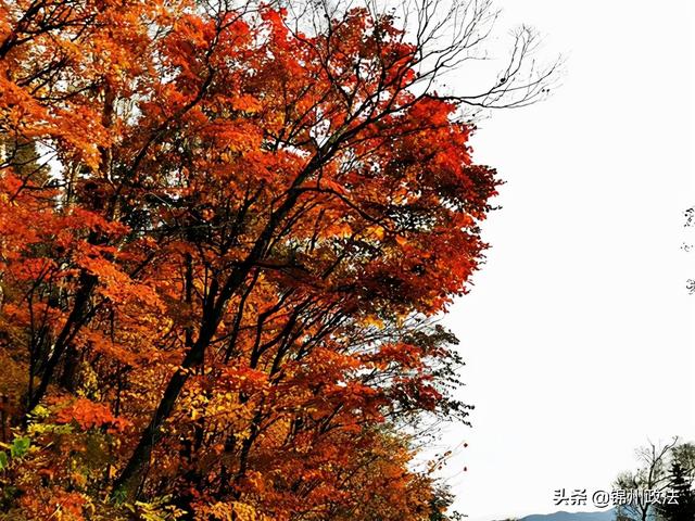 枫叶的特点，最佳观赏期还要等一等……（枫叶长什么样子）