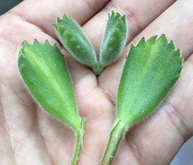 儿童简笔画蒜苗的画法，儿童画蒜苗简笔画图片（快培养一下你家的小花匠）