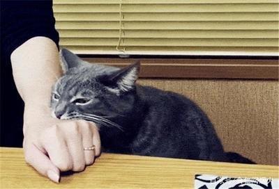 被猫抓了怎么办，古代被猫抓了怎么办（主人被猫咪抓伤的紧急处理法）