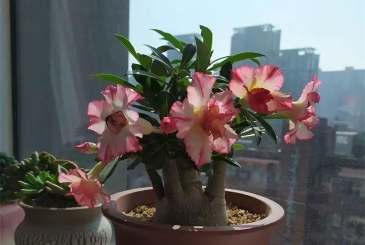 长寿叶子越养越红-这一点不注意,小心连花也不开(长寿花叶子越来越小)