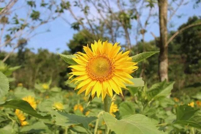 向日葵花语是什么意思，向日葵的花语（是因为时刻都微笑着面对阳光）