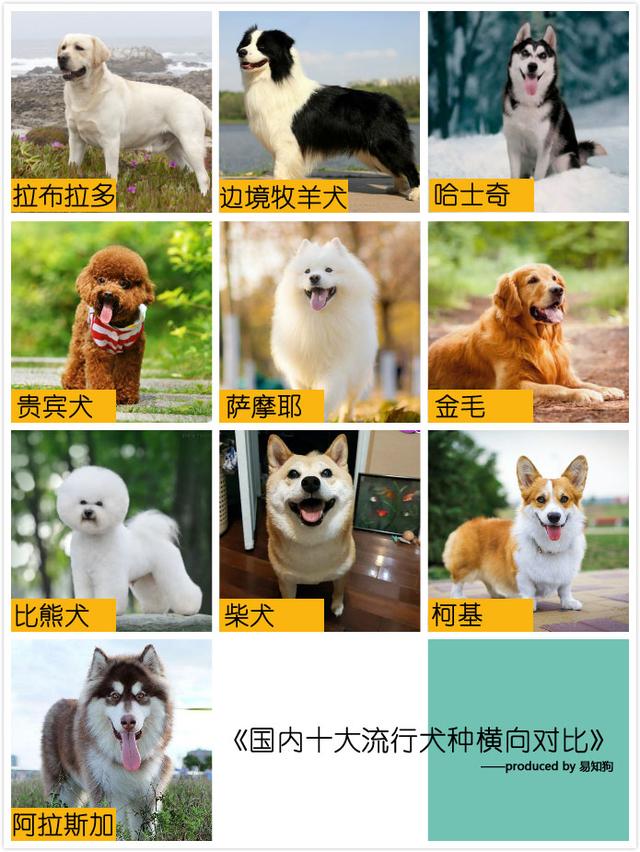 常见犬类品种大全，犬分类品种大全（国内十大流行犬种横向对比）