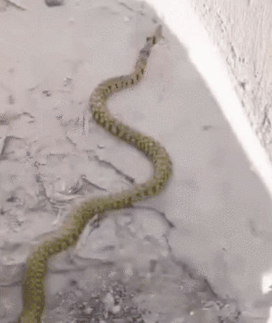 野鸡脖子是什么蛇，野鸡脖子蛇学名叫什么（农村活动最频繁的两种微毒蛇）