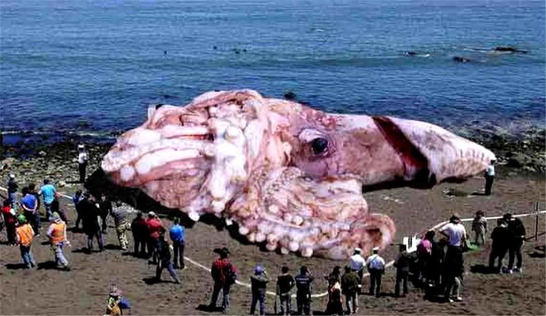 海洋中最大的乌贼图片