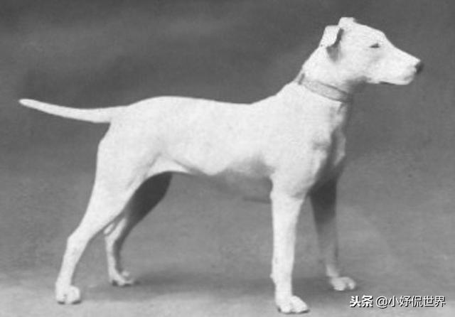 丝毛狗什么品种，丝毛犬有哪些品种（10种随着时间的推移而改变了容颜的犬种）