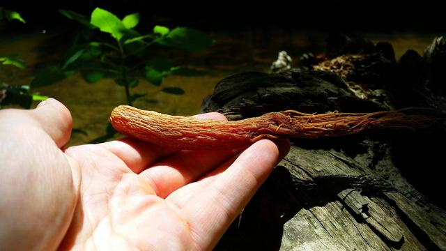 买红参怎么挑选 红参怎么保存最好，买红参怎么挑选（长辈滋补最佳红参怎么挑）