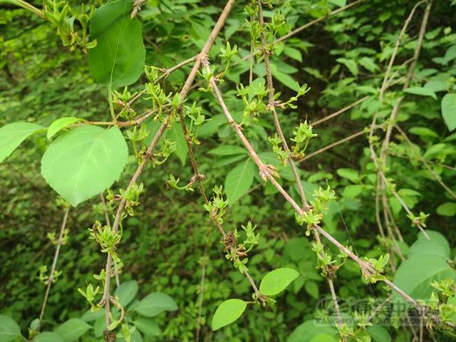 连翘图片大全高清图片，连翘图片高清图片（连翘图片大全大图）