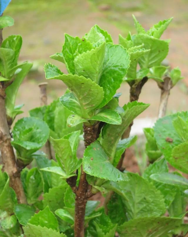 绣球花怎样种植，绣球花苗买回来怎么种植最好（还是太嫩了）