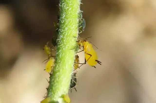 腻虫怎么消灭它，腻虫用什么药最好是（高手教你治蚜虫）