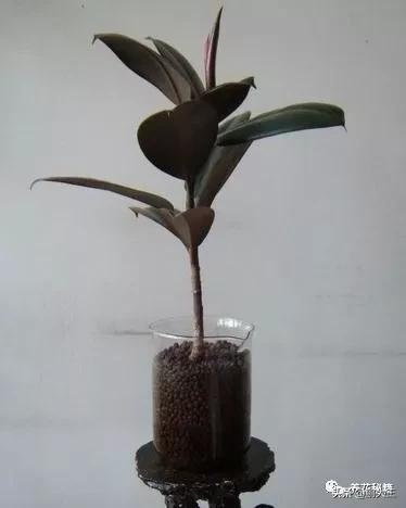 橡皮树的寓意是什么，花匠带你养花之橡皮树养护知识大全